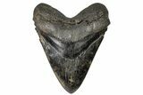 5.13" Fossil Megalodon Tooth - South Carolina - #197884-1